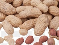 Menolak Santet dengan Kacang Tanah