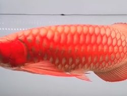 7 Ikan Arwana Termahal di Dunia, Harganya Mencapai Ratusan Juta Rupiah