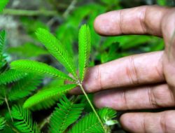 Alasan Kenapa Daun Putri Malu Menutup Ketika Disentuh