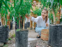 Manfaatkan Lahan Kosong Milik Warga, Ny Kahiyang Ayu Panen Cabai Merah