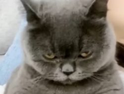 Inilah Kebiasaan Manusia yang Membuat Kucing Peliharaan Menjadi Galak
