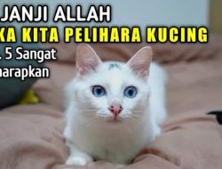 5 Janji Allah Jika Kita Pelihara Kucing