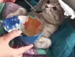 Inilah Tanda Kucing Bakal Meninggalkan Babu Selamanya