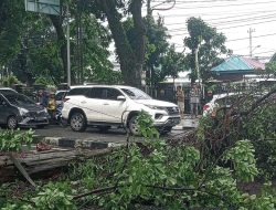 Pohon Besar di Jalan Suprapto Medan Tumbang, Lalulintas Macet
