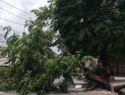 Pohon Tumbang Melintang di Jalan, Simpang Rambung Tebingtinggi Macet