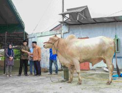 105 Lembu Siap Dipotong, Hasil Qurban ASN Pemkab Sergai