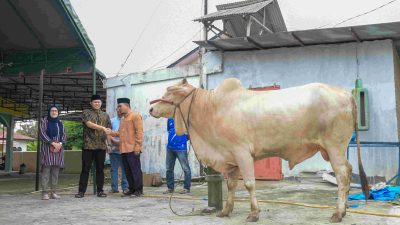 105 Lembu Siap Dipotong, Hasil Qurban ASN Pemkab Sergai