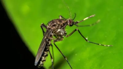 Kematian Pertama Akibat Virus Oropouche Terjadi di Brasil, Gejalanya Mirip Demam Berdarah