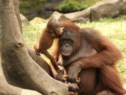 IKN Sambut Kehadiran Tempat Rekreasi Satwa dari Taman Safari