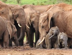 Atasi Kelaparan, Zimbabwe dan Namibia Buru Ratusan Gajah untuk Dimakan