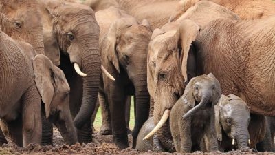 Atasi Kelaparan, Zimbabwe dan Namibia Buru Ratusan Gajah untuk Dimakan