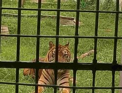 Medan Zoo Kehilangan Si Manis, Harimau Sumatera yang Mati Karena Sakit