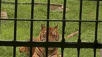 Medan Zoo Kehilangan Si Manis, Harimau Sumatera yang Mati Karena Sakit