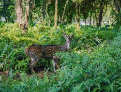Taman Cadika Medan Sambut 15 Rusa Totol Baru dari Istana Kepresidenan Bogor