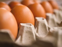 Telur Terkontaminasi Salmonella, Ancaman Kesehatan yang Perlu Diwaspadai