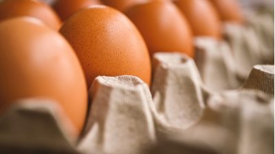 Telur Terkontaminasi Salmonella, Ancaman Kesehatan yang Perlu Diwaspadai