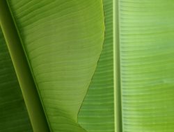 Daun Pisang Indonesia Mendunia, Laku di AS dan Inggris dengan Harga Tinggi