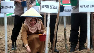 Program 1 Juta Hektar Jagung, Pemkab Sergai Siap Beraksi