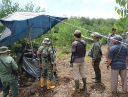 Harimau Sumatera Diduga Serang Pekerja Tertangkap Perangkap BBKSDA Riau