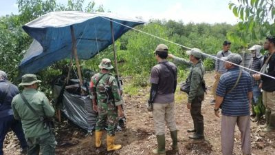 Harimau Sumatera Diduga Serang Pekerja Tertangkap Perangkap BBKSDA Riau