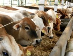 Investasi Raksasa Rp 4,8 T untuk Peternakan Sapi di Jawa Barat & Jawa Timur