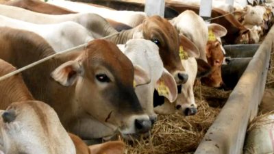 Investasi Raksasa Rp 4,8 T untuk Peternakan Sapi di Jawa Barat & Jawa Timur