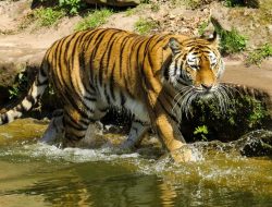 72 Harimau di Tiger Kingdom Chiang Mai Tewas Terjangkit Distemper, Wisatawan Diimbau Waspada
