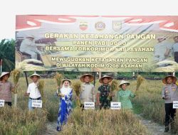 Kodim 0208/As Gelar Panen Raya Padi Gogo, Dukung Ketahanan Pangan Nasional