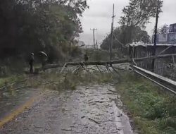 Parapat Diterjang Cuaca Ekstrem, Akses Jalinsum Terputus Akibat Pohon Tumbang dan Longsor