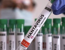 WHO Sebut Hantavirus Mudah Menular di Fase Awal, Negara-negara Perketat Karantina