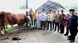 Asahan Terima Sapi Kurban Bantuan Presiden, Disembelih di Air Batu