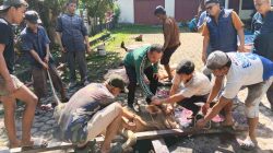 PWI Sumut Sembelih 6 Hewan Kurban, Bagikan 500 Kupon Daging