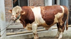 Bupati Simalungun Serahkan Sapi Kurban Bantuan Presiden Prabowo