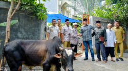 Pemkab Sergai Salurkan Qurban 173 Ekor Lembu dan 3 Ekor Kambing Pada Hari Raya Idul Adha 1447 H