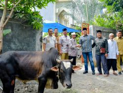 Pemkab Sergai Salurkan Qurban 173 Ekor Lembu dan 3 Ekor Kambing Pada Hari Raya Idul Adha 1447 H