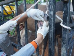 Pemkab Asahan Periksa Kesehatan Hewan Qurban Jelang Idul Adha 1447 H