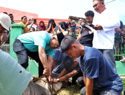 Khidmatnya Idul Adha di Simalungun, Bupati Turun Langsung Sembelih Hewan Kurban