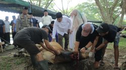 Idul Adha 1447 H, Pemkab Asahan Sembelih 101 Hewan Kurban