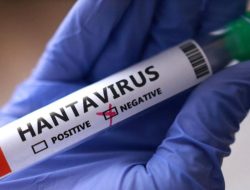 Virus dari Tikus Picu Kekhawatiran Global, Indonesia Catat 23 Kasus Hantavirus
