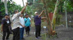 Bupati Asahan Panen Perdana Pisang Kepok Abu, Bakal Jadi Varietas Unggulan