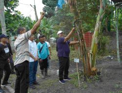 Bupati Asahan Panen Perdana Pisang Kepok Abu, Bakal Jadi Varietas Unggulan