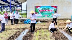 Simalungun Mulai Gerakan Tanam Cabai Serentak, Jaga Pasokan dan Kendalikan Inflasi
