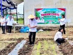Simalungun Mulai Gerakan Tanam Cabai Serentak, Jaga Pasokan dan Kendalikan Inflasi